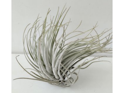 Tillandsia oaxacana