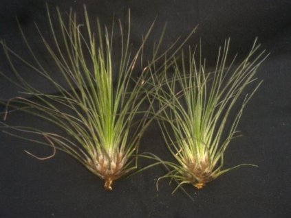 Tillandsia filifolia