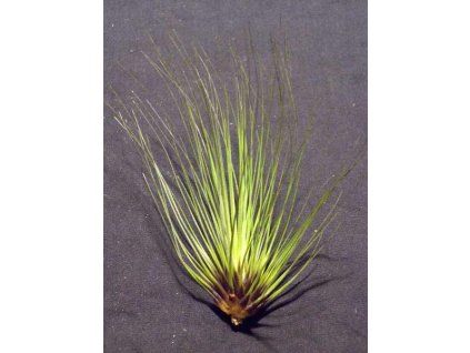 Tillandsia filifolia