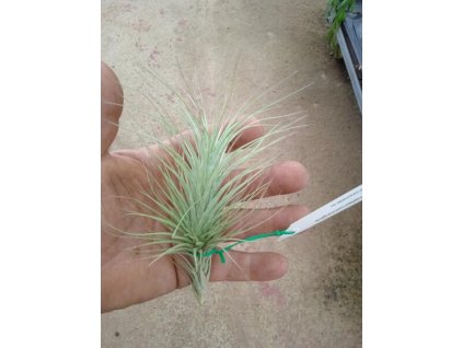 Tillandsia heteromorpha