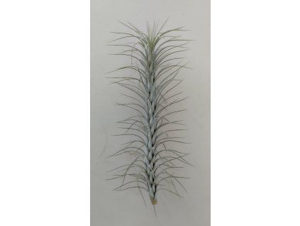 Tillandsia funckiana #5
