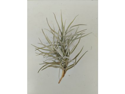 Tillandsia paleacea f. major