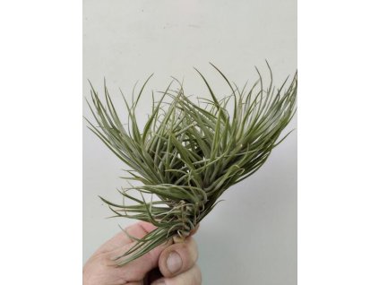 Tillandsia tenuifolia var. saxicola