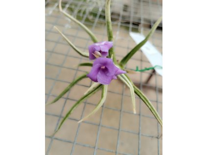 Tillandsia santiagoensis