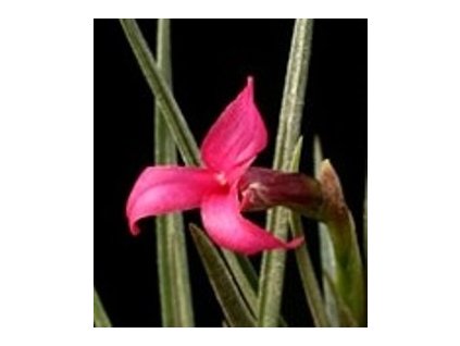 tillandsia dorotheae