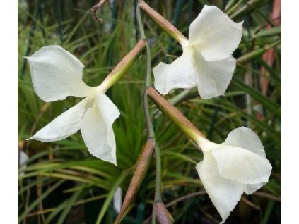 Tillandsia dodsonii