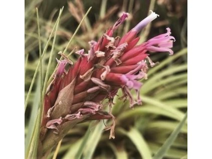 Tillandsia myriantha