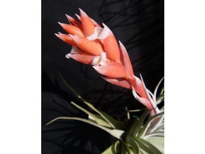 Tillandsia recurvifolia v. subsecundifolia