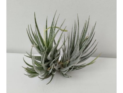 Tillandsia loliacea (malý trs)