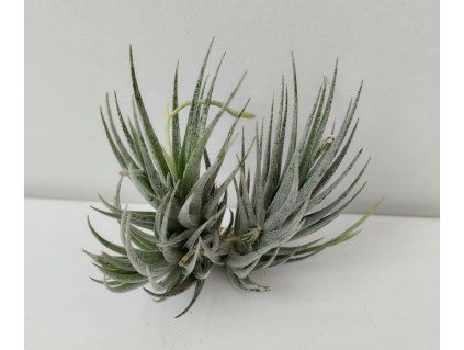 Tillandsia loliacea