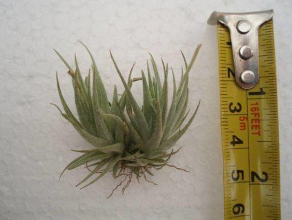 Tillandsia loliacea (trs)