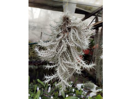Tillandsia stellifera (trs XXL)