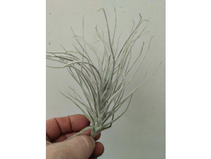 Tillandsia tectorum var. caulescens