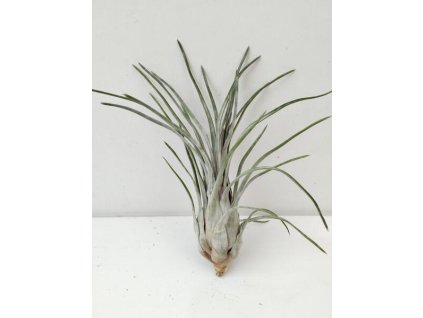 Tillandsia paraensis