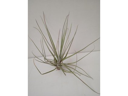 Tillandsia chapalillaensis