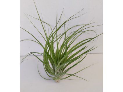 Tillandsia globosa