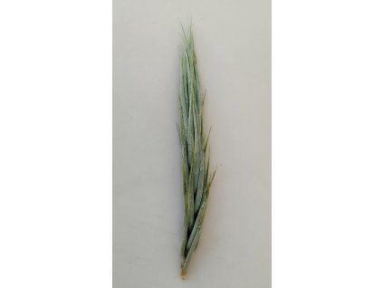 Tillandsia kirschnekii