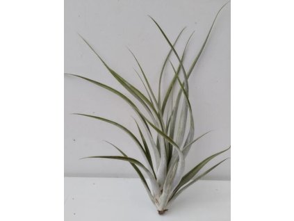 Tillandsia elizabethae