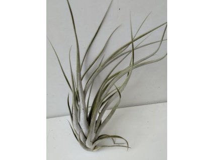 Tillandsia elizabethae (velká)