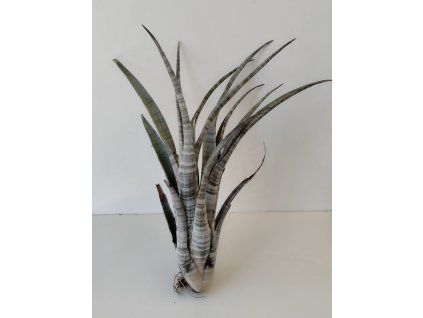 Tillandsia hildae (XL)