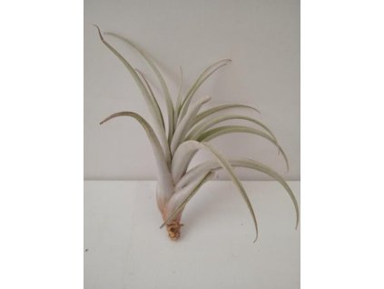Tillandsia pseudomicans