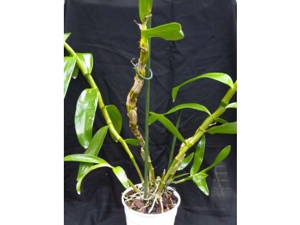 Hybridní orchidej - Dendrobium nobile