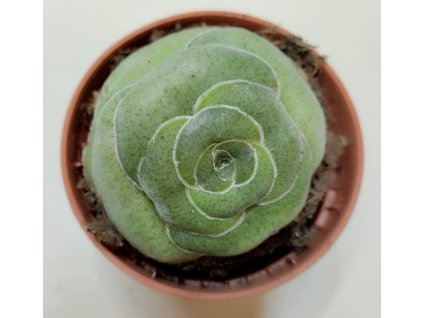 Crassula hemisphaerica