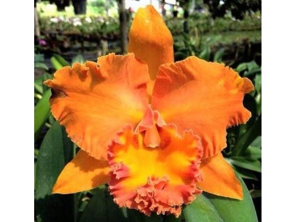 Blc. Suvarnabhumi Delight 'Salmon Queen'