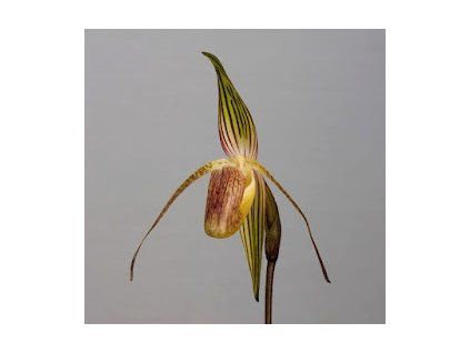 paph adductum