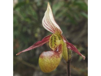 paph canhii