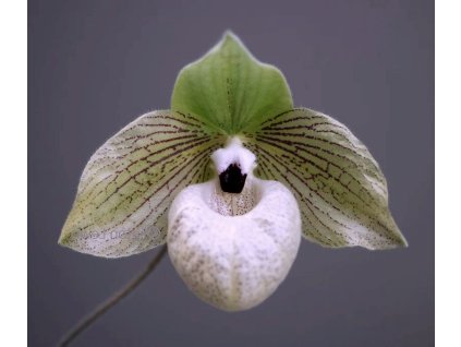 paph malipoense