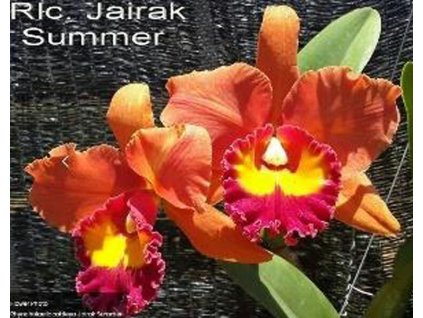 Blc. Jairak Summer