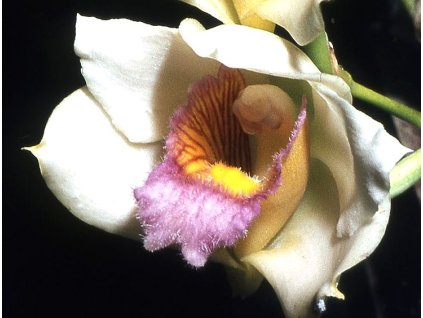 Bifrenaria harrison semialba