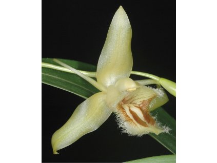 coelogypallens