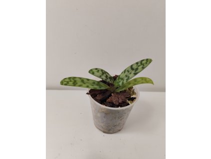 Paphiopedilum celebense