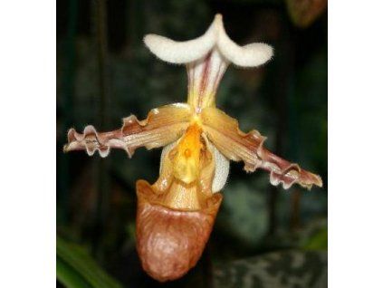 Paphiopedilum tranlienianum