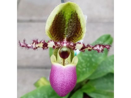 paph dodyanum