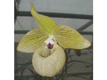 paph jackii