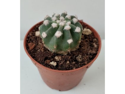 Lobivia marsoneri v. muhriae