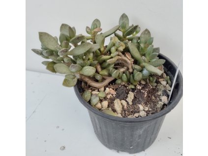 Adromischus juttae (velký)
