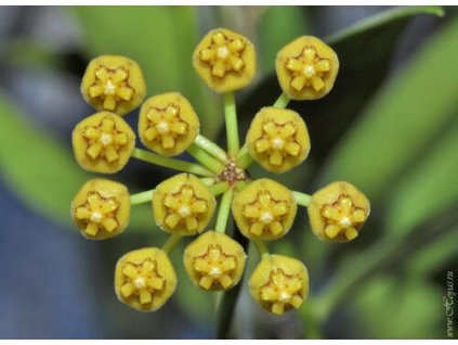 Hoya odetteae (VT, závěs 14cm)