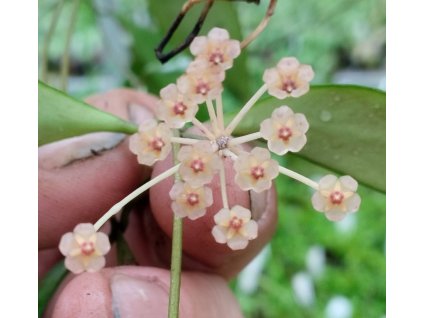 Hoya revoluta (velký trs)