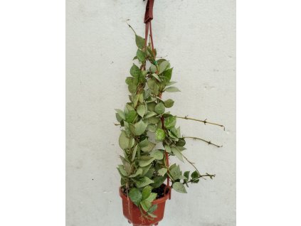 Hoya lacunosa 'silver leaf' (závěs)
