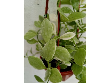 Dischidia oinantha 'variegata' (závěs, prům. 9cm)