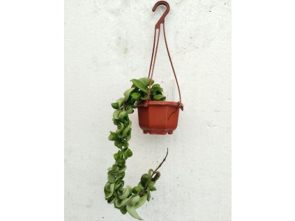Hoya carnosa 'compacta' (VR, závěs 9cm)