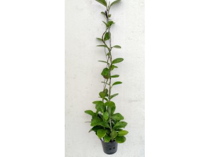 Hoya australis (velká rostlina)