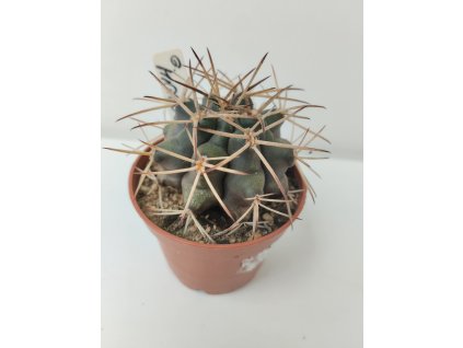 Gymnocalycium michoga (menší)