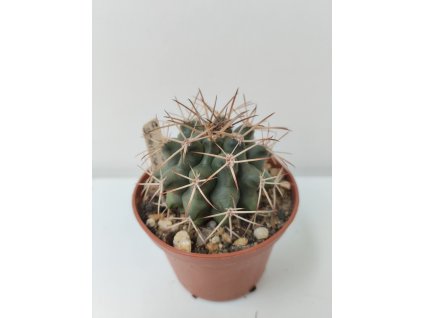 Gymnocalycium schickentdantsii