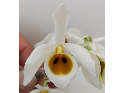 Dendrobium bensoniae