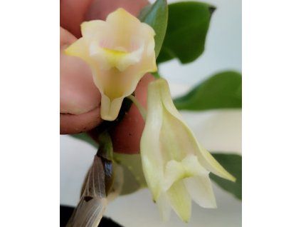 Dendrobium platygastrium